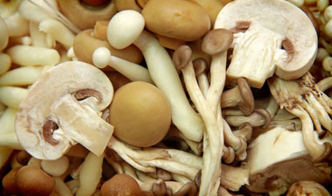 Mushroom