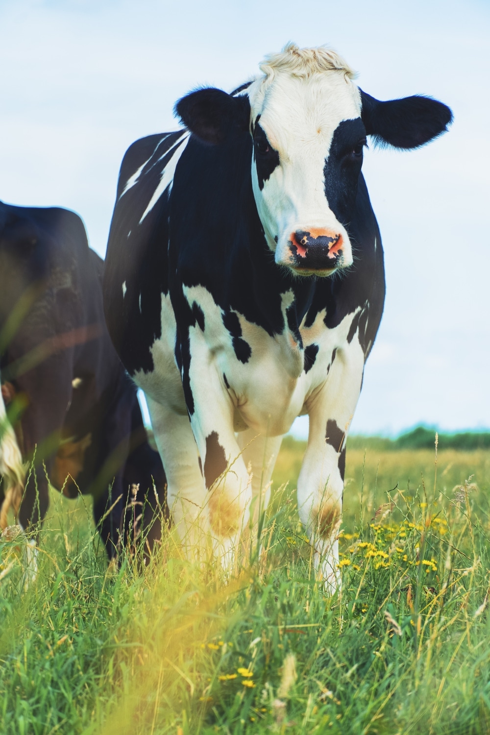 VegNews.dairycow.Unsplash