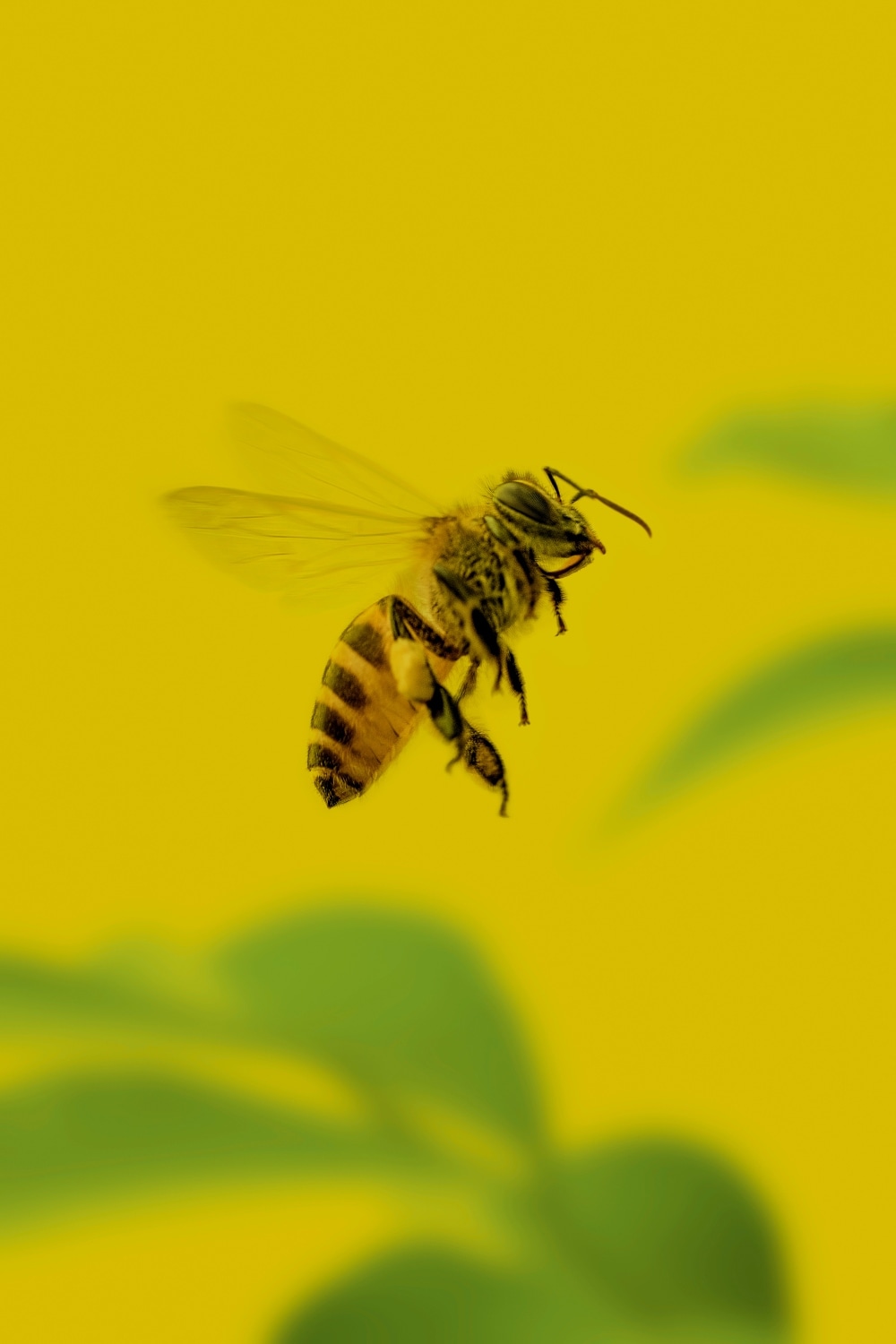 VegNews.beesalmondtrees.Unsplash