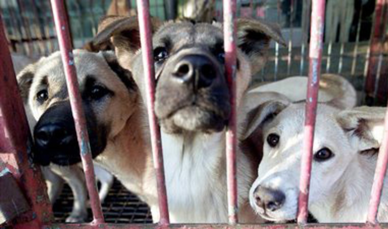 NC Rescue Mission Discovers 80 Mistreated Animals