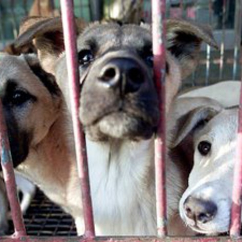 Dogs Saved from Slaughter