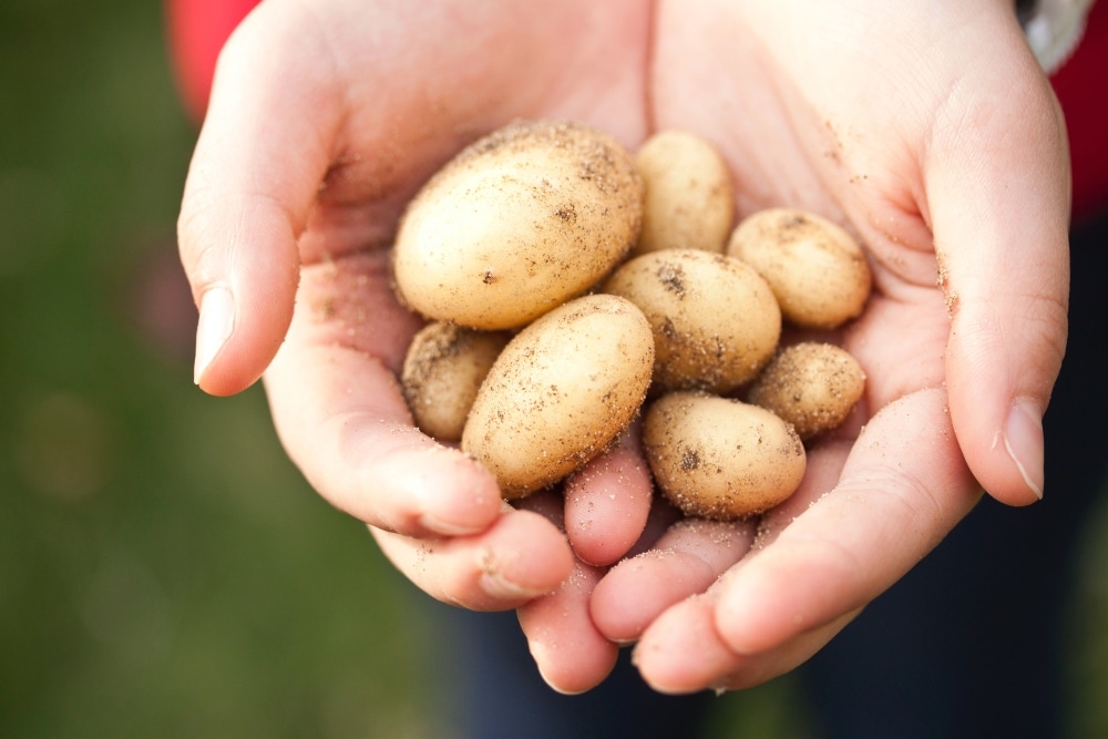 VegNews.babypotatoes.Pexels