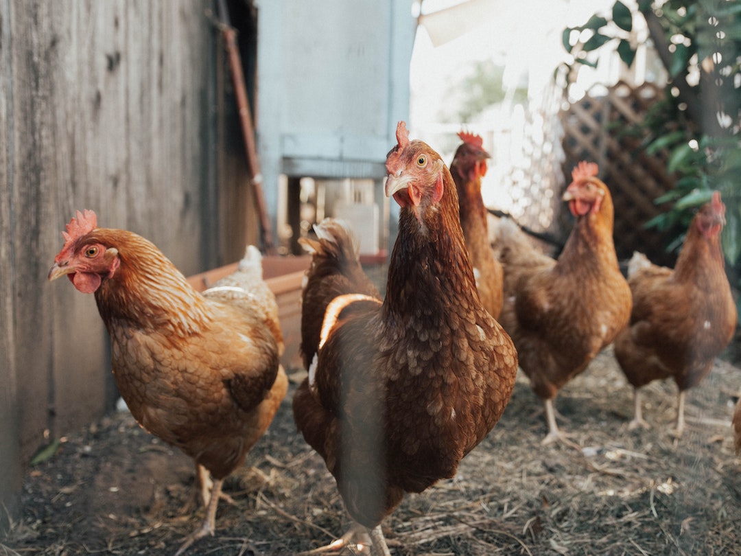 VegNews.ChickenAnimals.BenMoreland.Unsplash