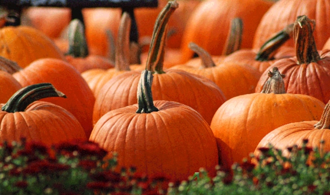 Pumpkin5WaysLG