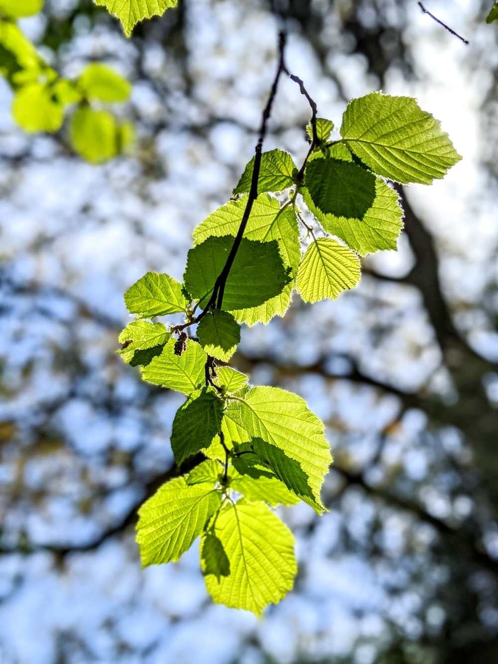 VegNews.benefitschlorophyll.Unsplash