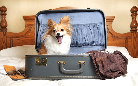 Pet-Friendly Hotels