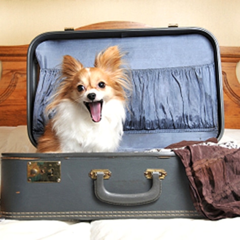 JFK To Open World's First Animal Terminal