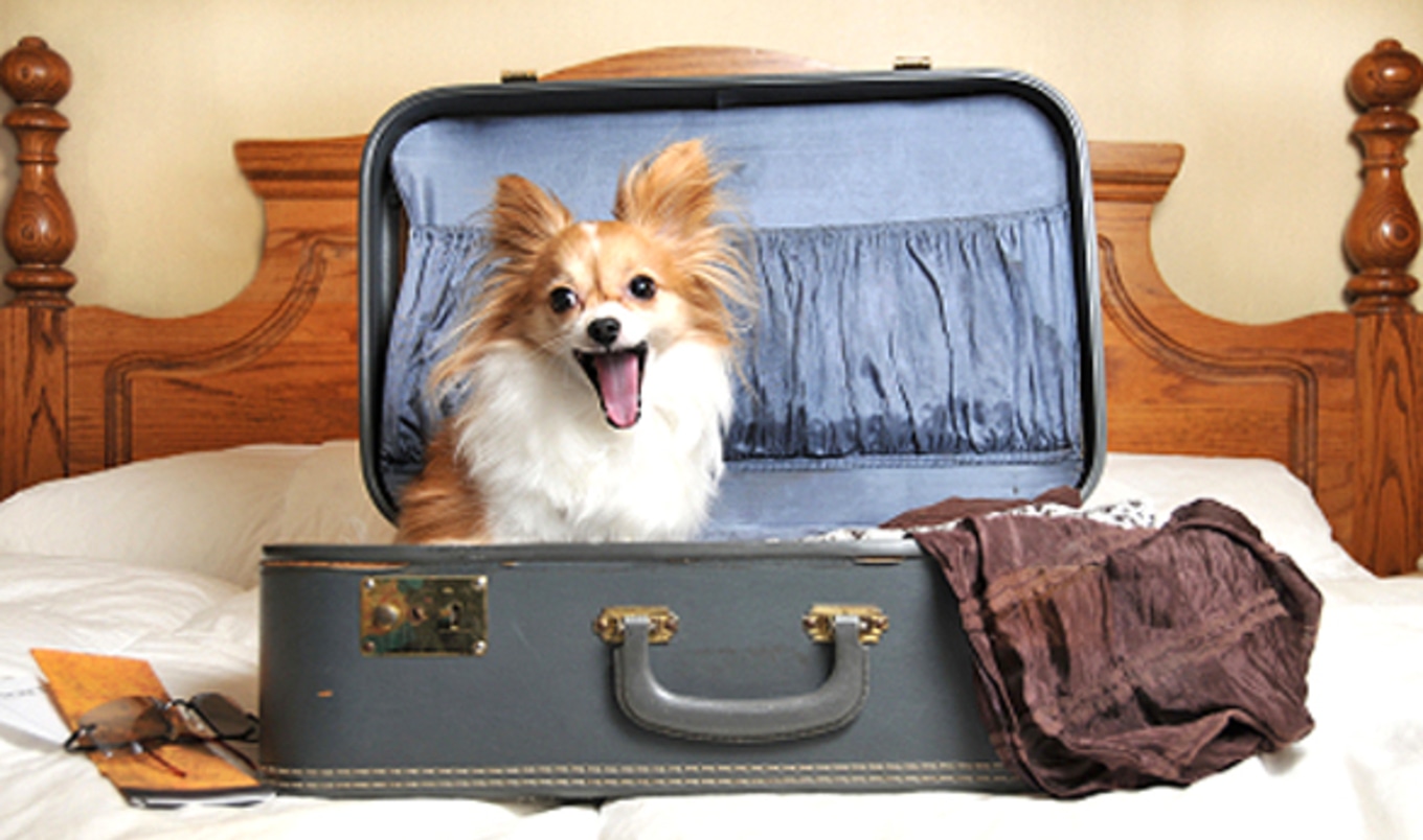 Pet-Friendly Hotels
