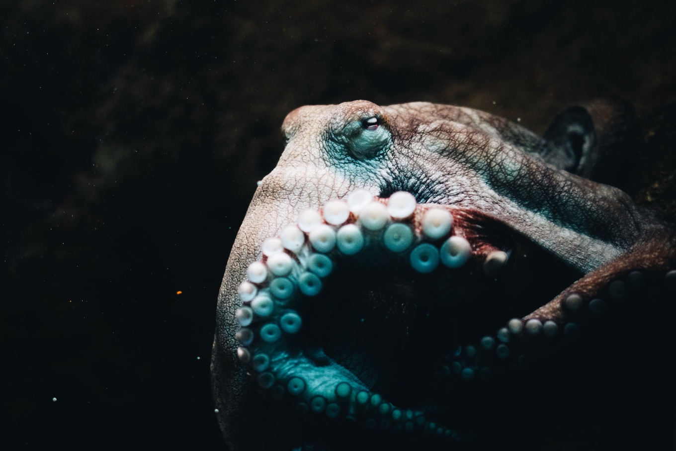 VegNews.Octopus2.Unsplash