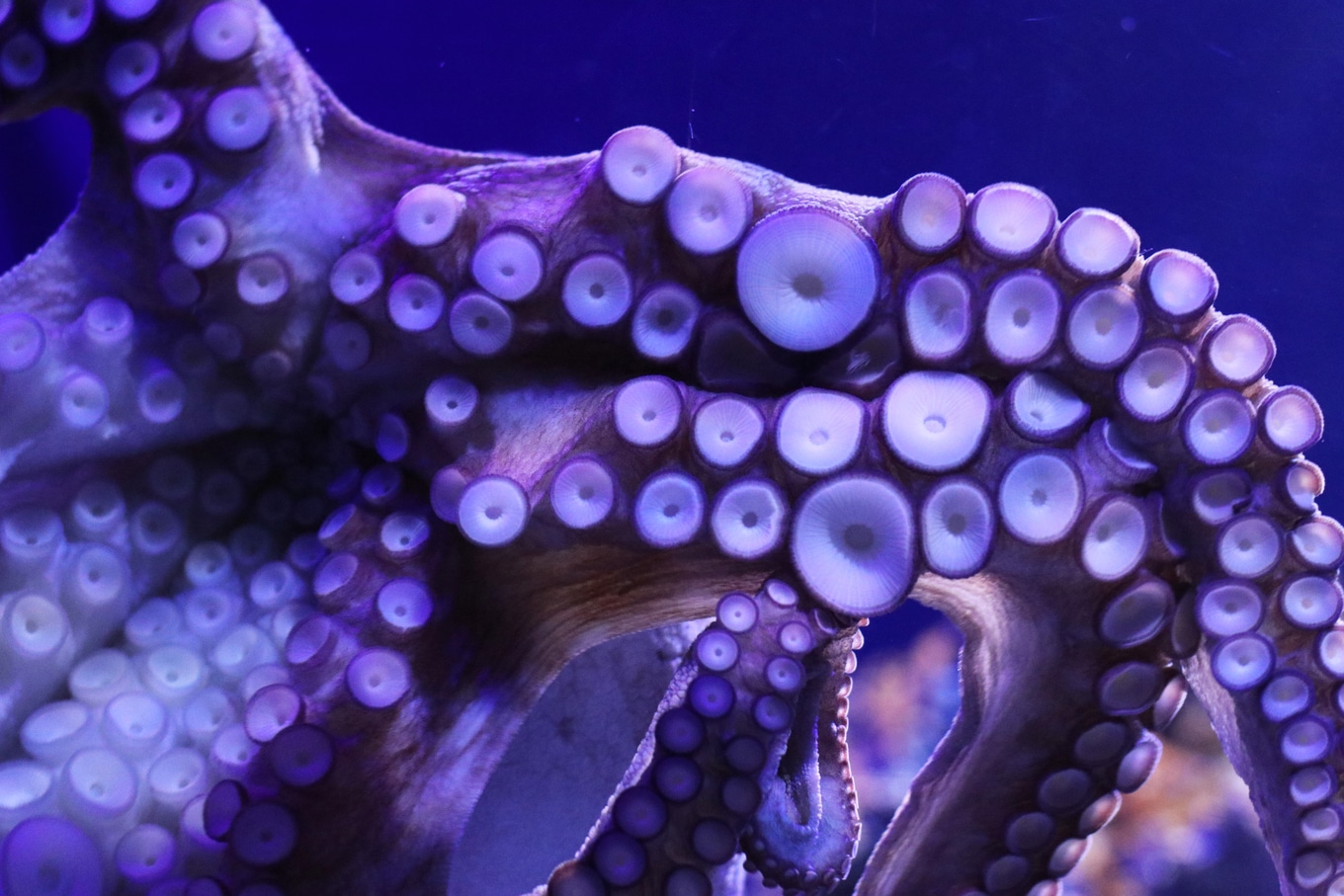 VegNews.Octopus.Unsplash