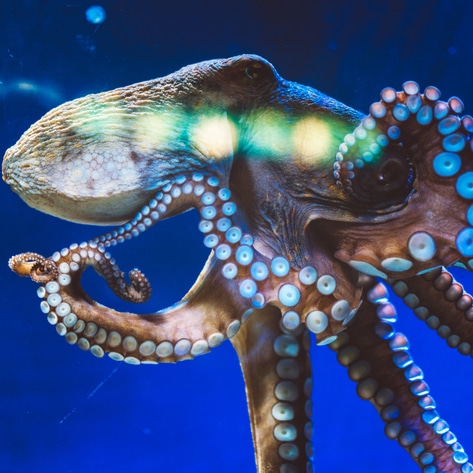 The World's First Octopus Farm Will Have a Cannibalism Problem, Report Warns