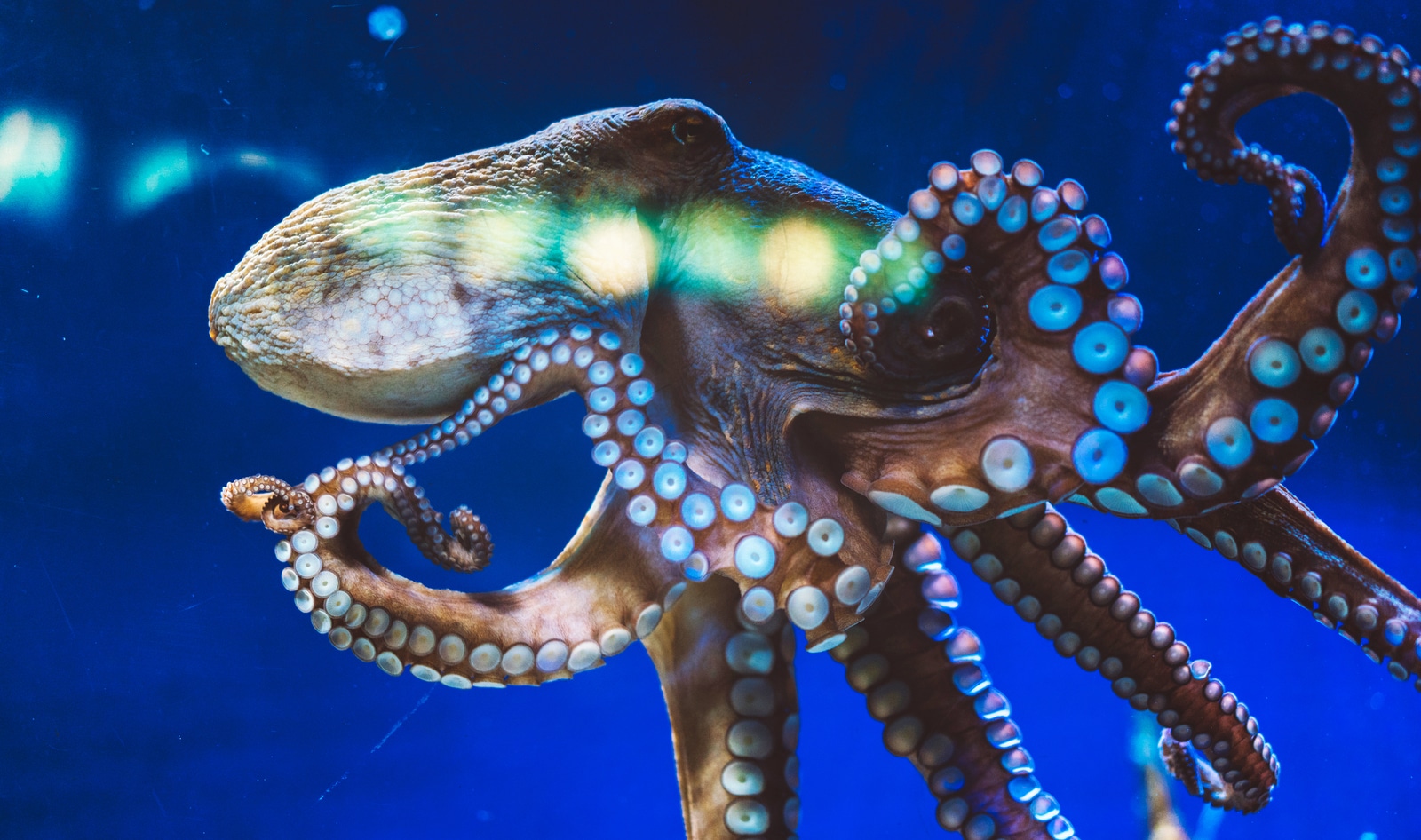 The World's First Octopus Farm Will Have a Cannibalism Problem, Report Warns