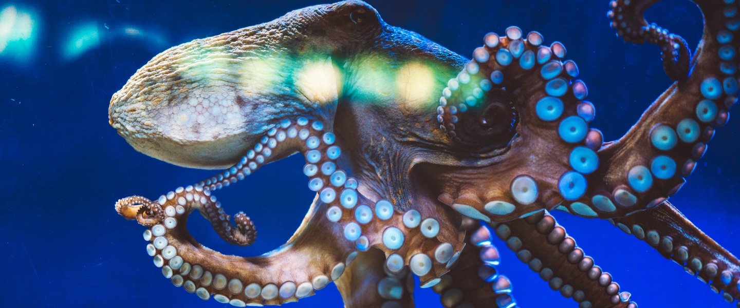 The World's First Octopus Farm Will Have a Cannibalism Problem, Report Warns