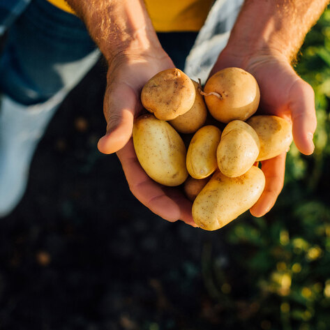 Startup Is Growing Egg Whites Inside Potatoes to Crack $27 Billion Egg Market