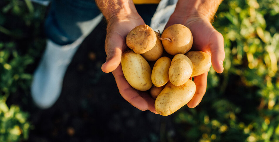 Startup Is Growing Egg Whites Inside Potatoes to Crack $27 Billion Egg Market