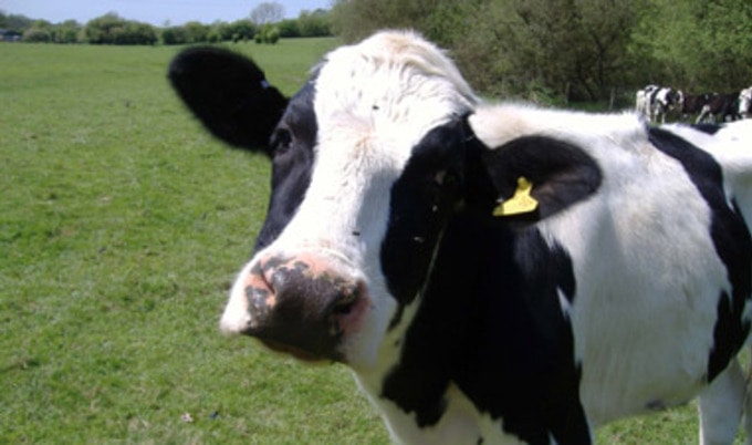 VND.cow