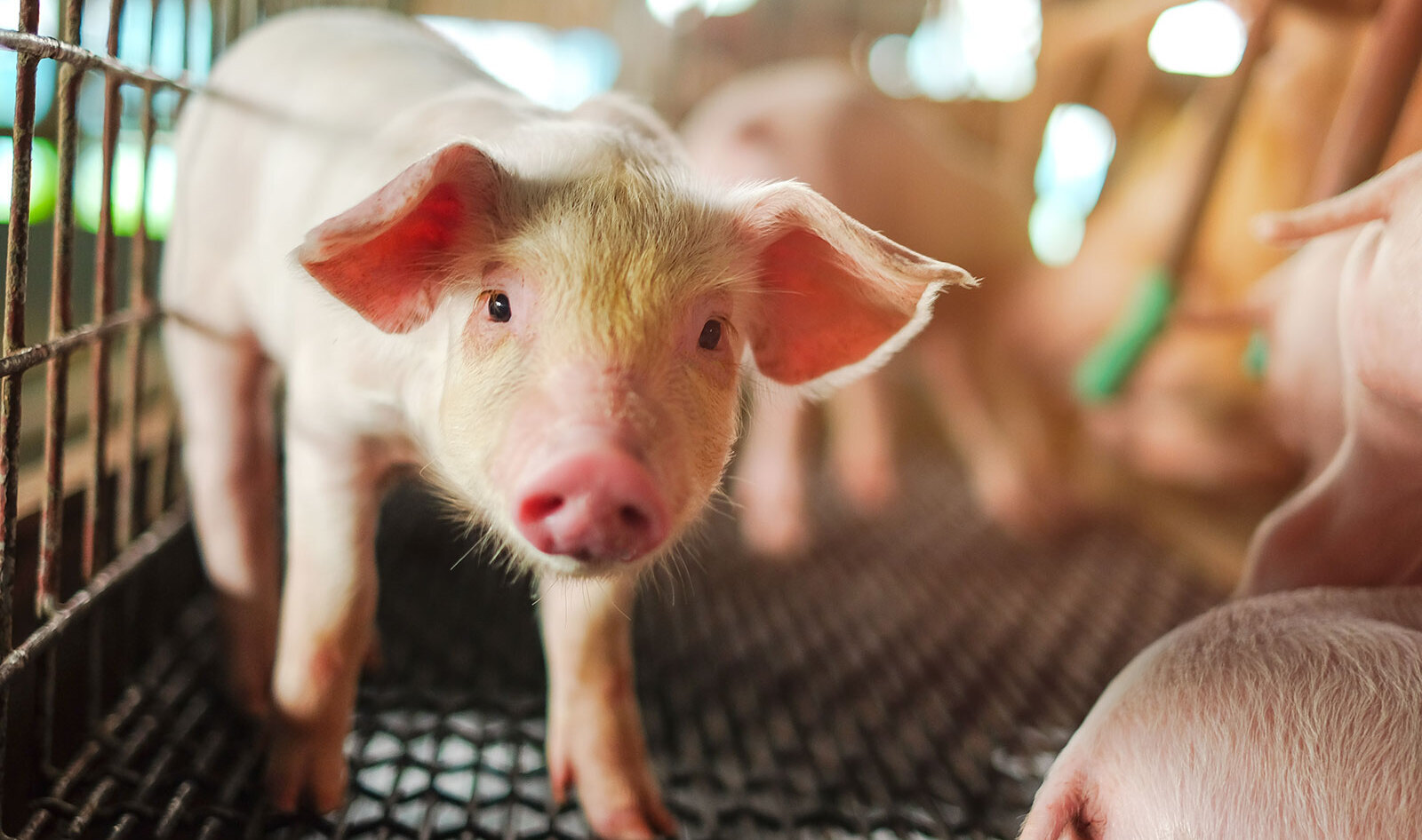 85 Percent of Meat Welfare Claims Lack Substantiation, New Research Finds