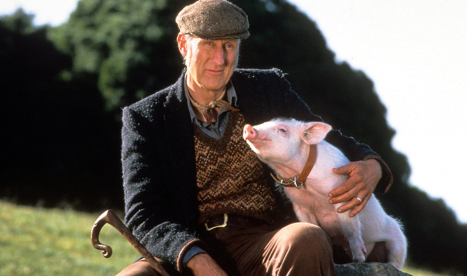 83-Year-Old 'Babe' Actor James Cromwell Adopts a Rescued Pig