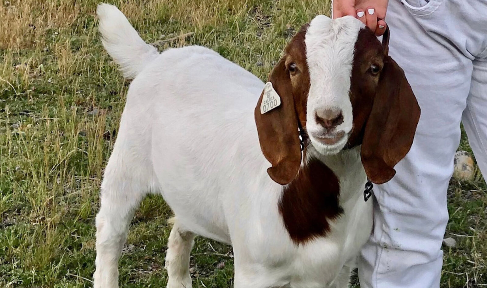 A California Girl’s Goat Was Seized By the State Because of Big Meat's Influence