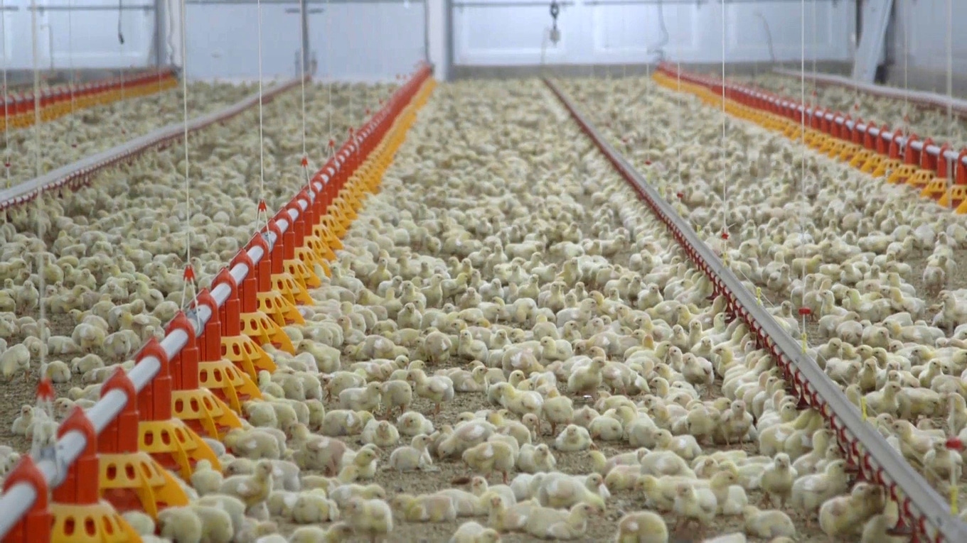 VegNews.FactoryFarmChickens.WorldAnimalProtection