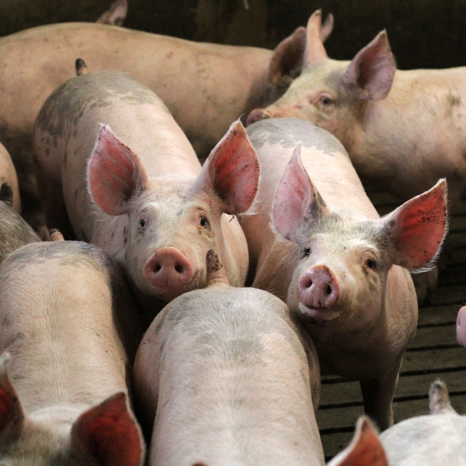 1 Million People a Year Die From Antibiotic Resistance. The Culprit? Factory Farms.