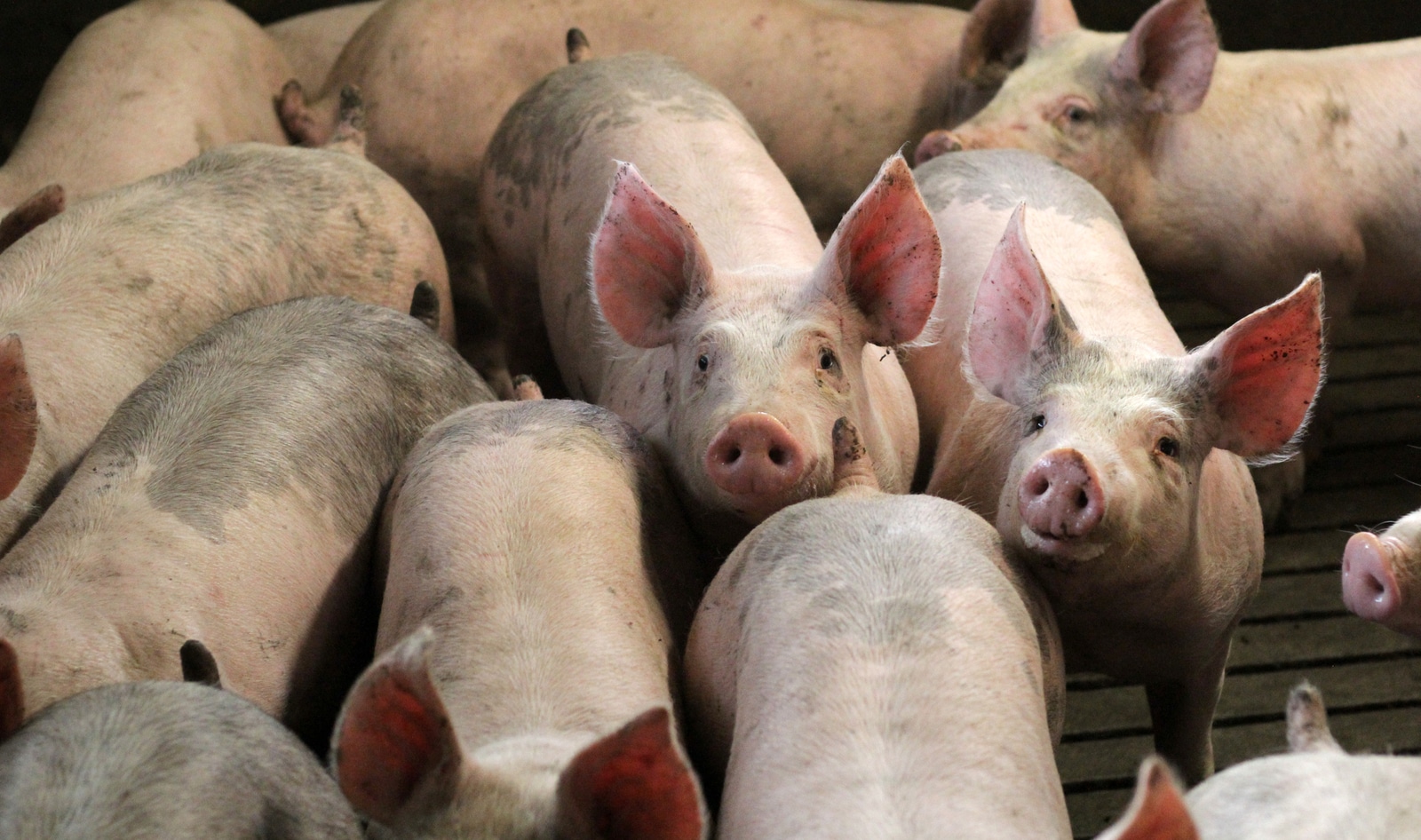 1 Million People a Year Die From Antibiotic Resistance. The Culprit? Factory Farms.