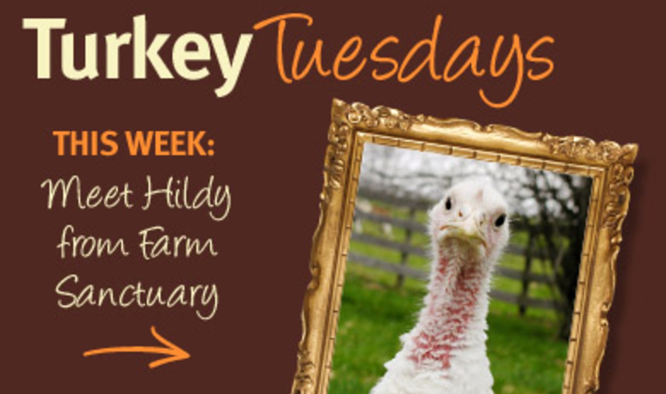 Thankful Turkeys: Meet Hildy