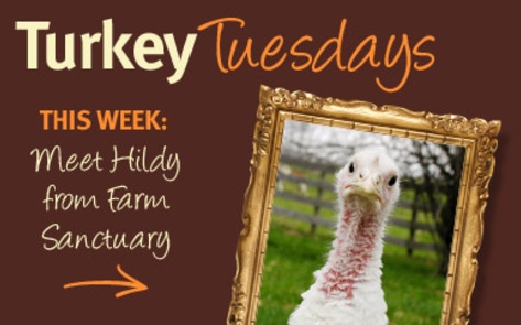 Thankful Turkeys: Meet Hildy