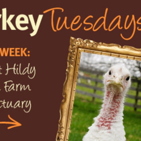 Thankful Turkeys: Meet Hildy