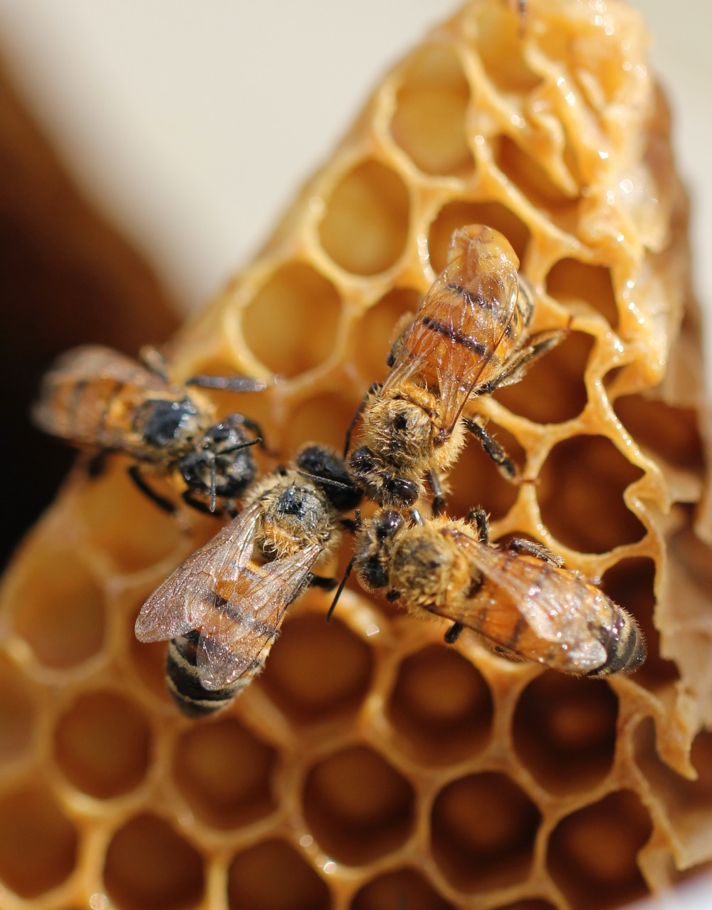 Honey Bees Make Honey  and Bread?