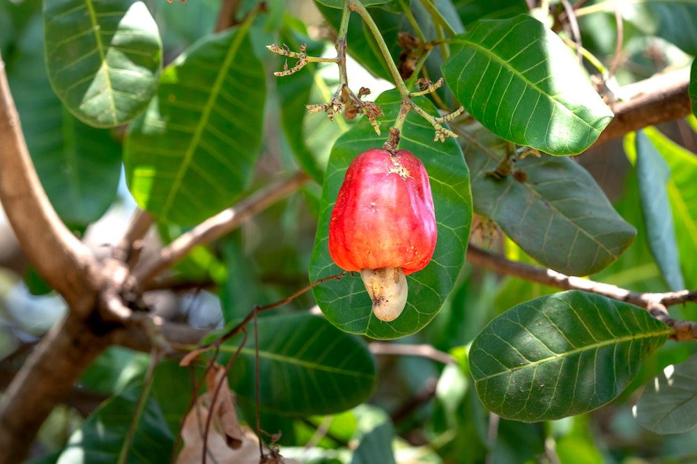 VegNews.CashewTree.QuangNguyenVinh.Pexels