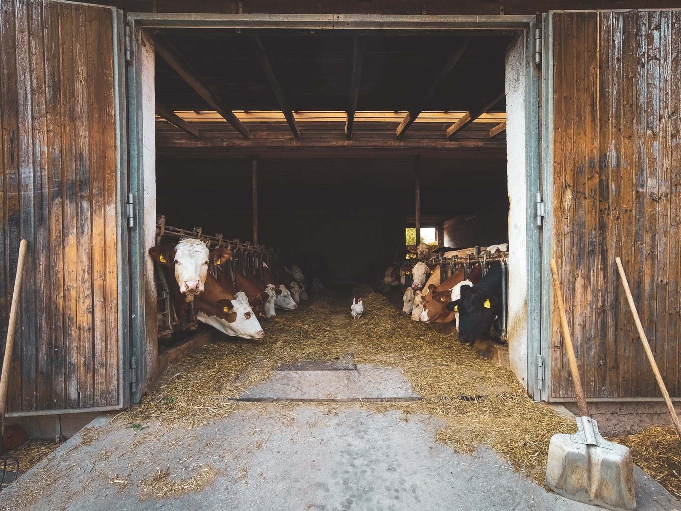 VegNews.texasfarmfire.Unsplash