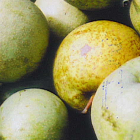 White Produce Reduces Strokes