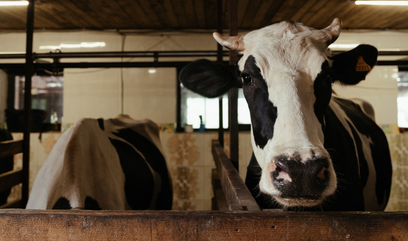 Why the Texas Farm Fire Is a Wakeup Call for Dairy Lovers 