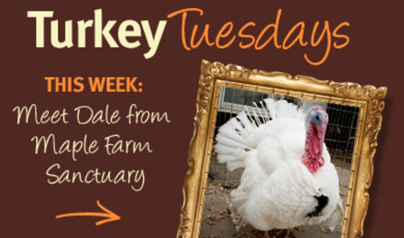 Thankful Turkeys: Meet Dale