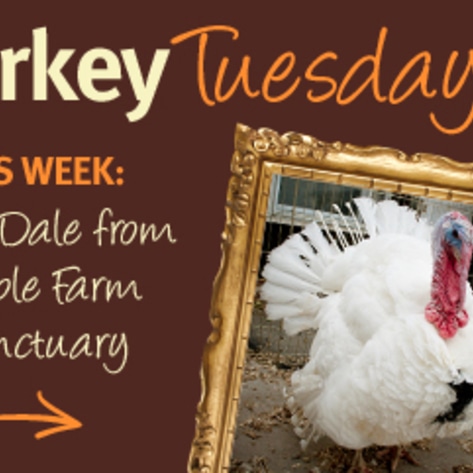Thankful Turkeys: Meet Dale
