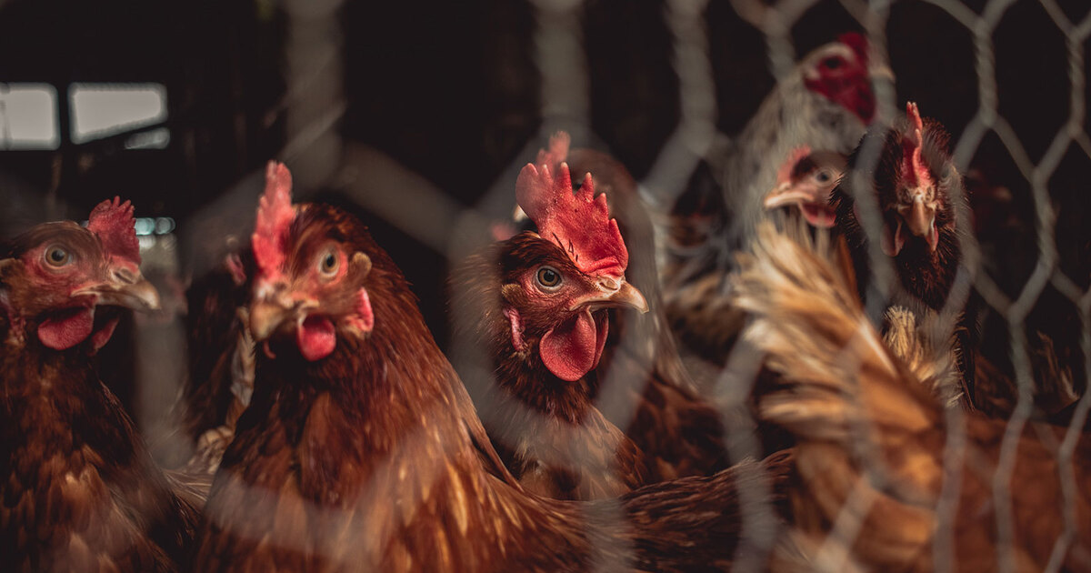 Egg Prices to Jump Again as Bird Flu Outbreak Hit Numbers 'Never Seen Before' - Vimarsana News