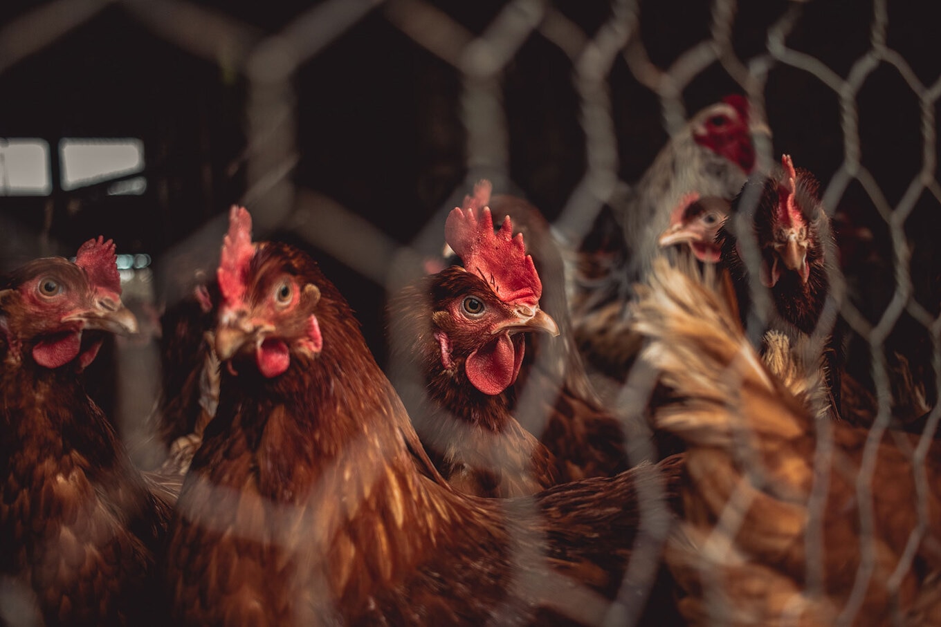 VegNews.Chickens.Unsplash