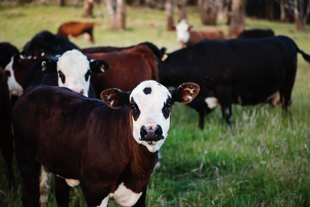 VegNews.animalagriculturecows.Pexels (1)