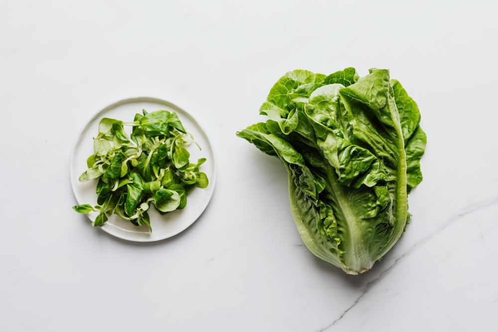 Vegetables, lettuce, sloth