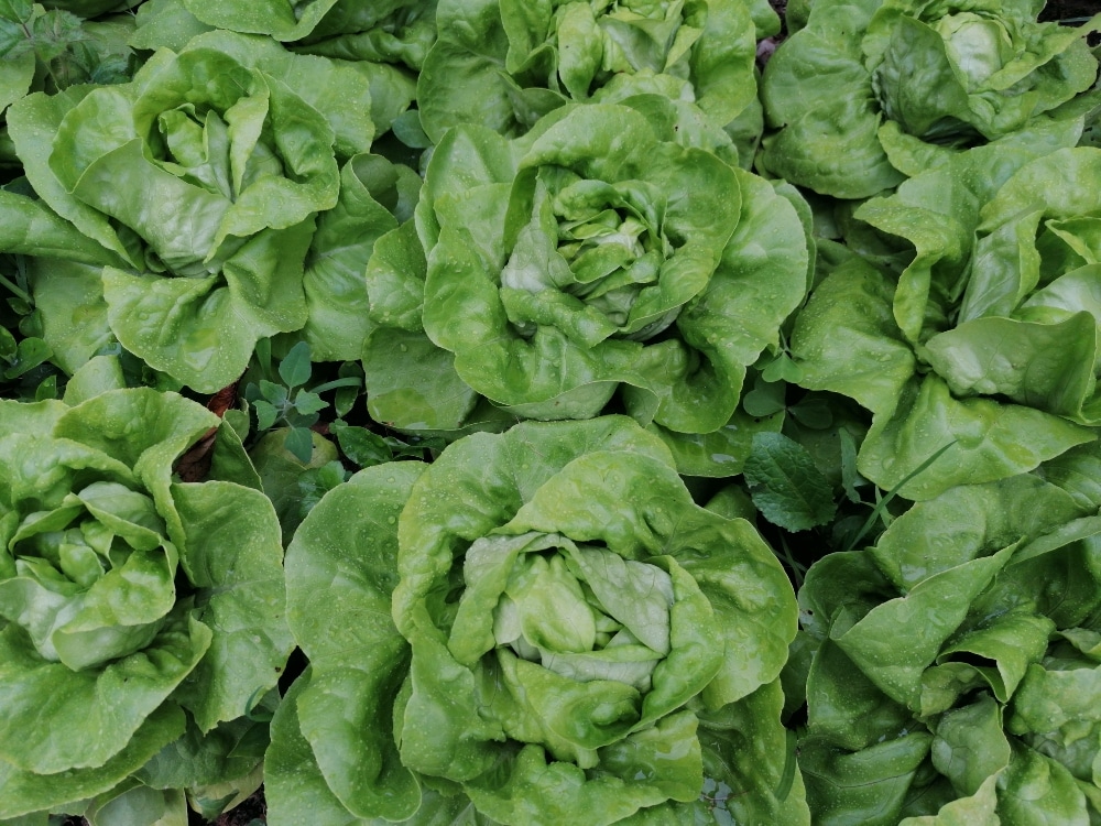 VegNews.butterheadlettuce.pexels