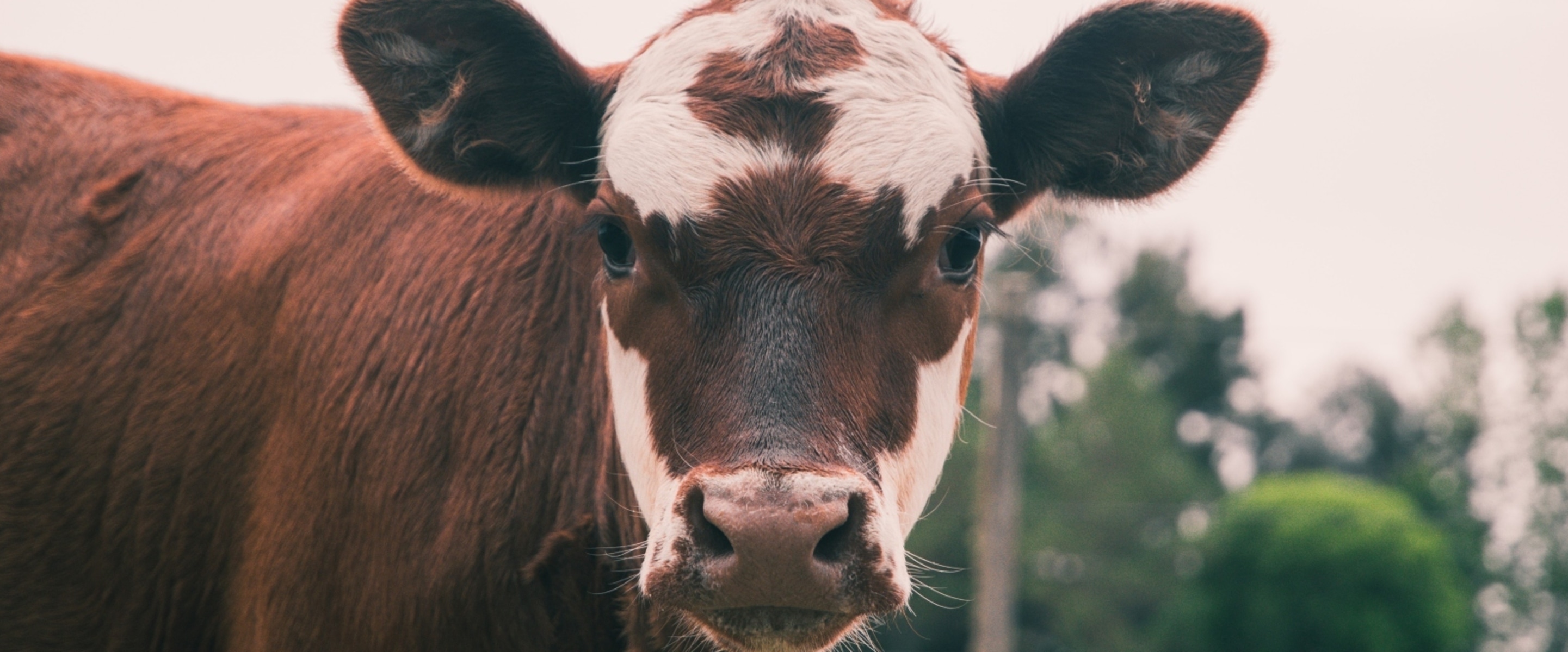 Beyond Methane: 6 Environmental Challenges of Animal Agriculture