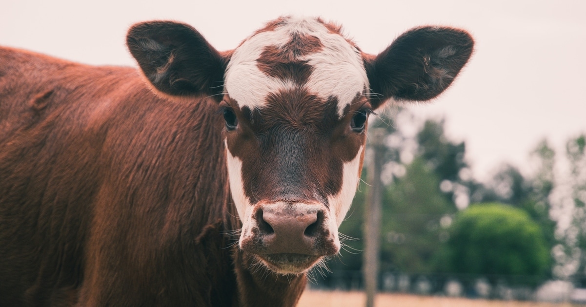 Reducing Methane Alone Won't Fix Animal Agriculture's Devastating Environmental Impact, Here's Why - Vimarsana News