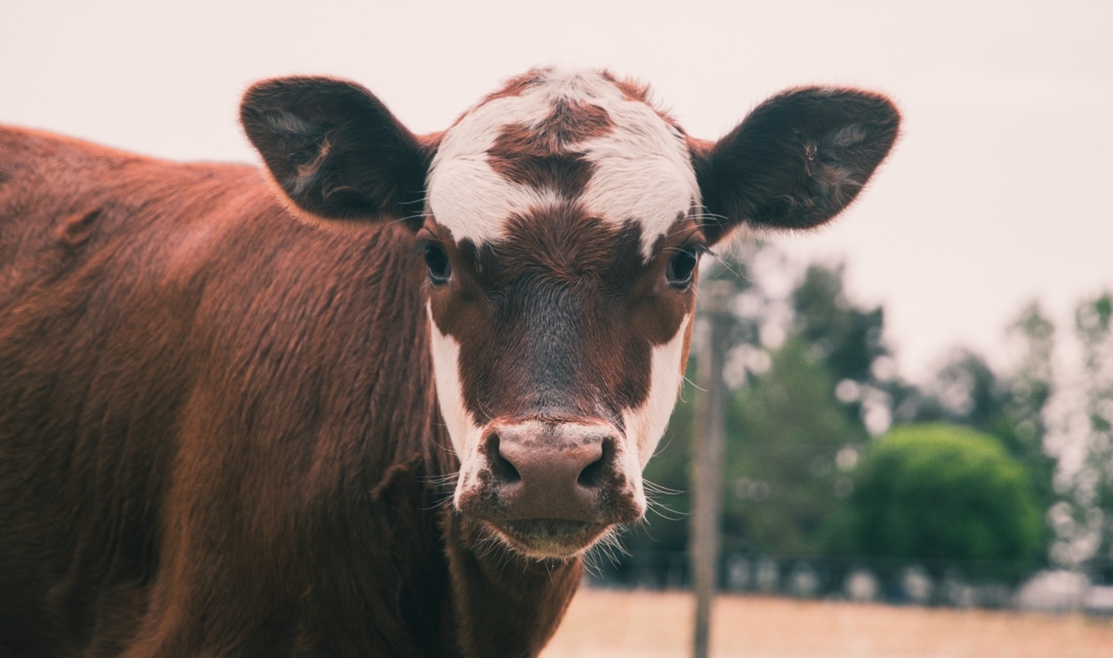 The Hidden Climate Crisis: 6 Ways Animal Agriculture is Breaking the Planet