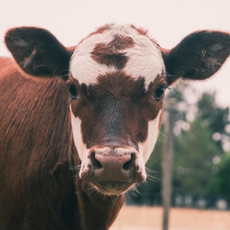 Reducing Methane Alone Won't Fix Animal Agriculture's Devastating Environmental Impact, Here's Why 