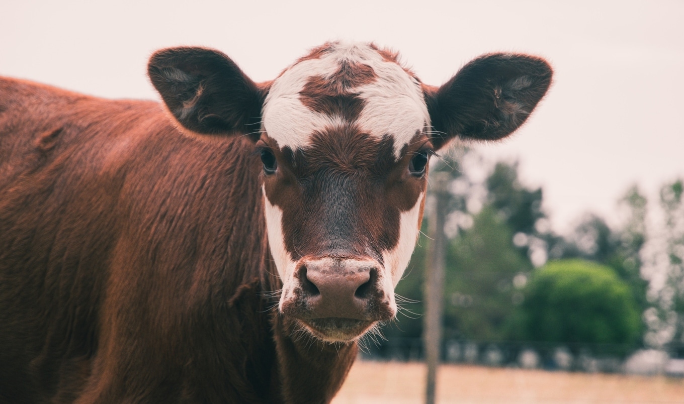 VegNews.Cow.Unsplash