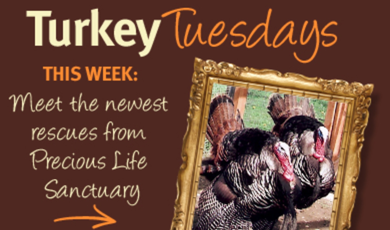 Thankful Turkeys: Precious Life Flock