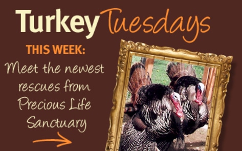 Thankful Turkeys: Precious Life Flock