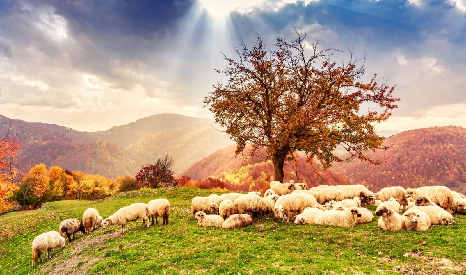 PETA Rewrites the Bible With ChatGPT: ‘A Loving God Would Never Endorse Exploitation’ 