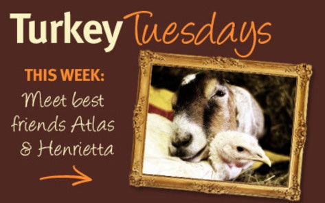 Thankful Turkeys: Meet Henrietta